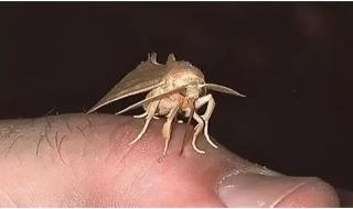 家里的蛾子怎么来的-家里总是飞出一些小蛾子